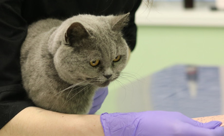 Робота малого бізнесу у Нікополі: як працює та лікує ветеринарна клініка «Добра Ласка»