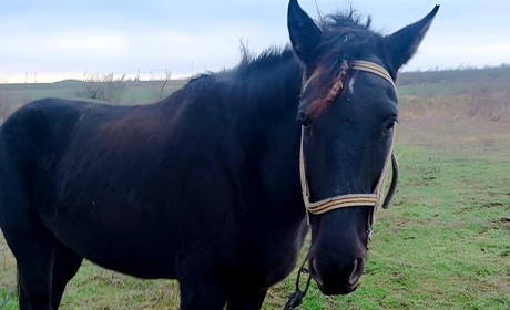 Врятувати Емму: на ранчо «Біла Підкова» шукають кошти, щоб викупити молоду кобилу