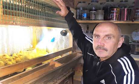 Хобі - як бізнес: «У птахівництві, як і в людських стосунках, найважливіше - тепло»