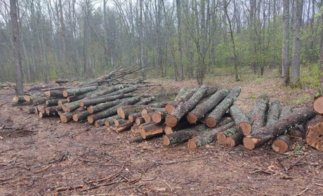 Нарубав дерев на мільйон гривень: за незаконну порубку чоловік постане перед судом