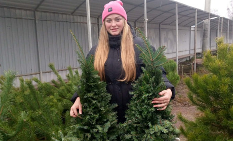 Продаж ялинок розпочався