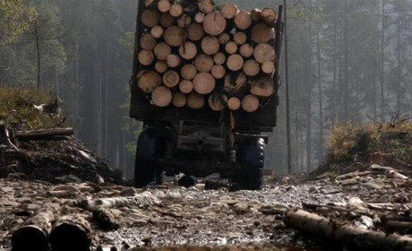 На Черкащині суд оголосив вирок майстру лісу, з вини якого загинула людина