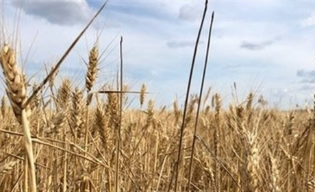 Куди росіяни вивозять агропродукцію, вирощену на ТОТ Херсонщини