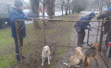 У Херсоні збирають підписи, аби передати роботу з безпритульними тваринами зооволонтерам