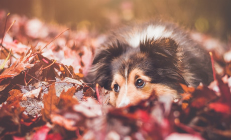 Якої погоди чекати сватівчанам і мешканцям району з 5 по 11 жовтня 2020: прогноз на тиждень