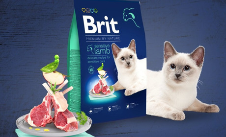 Корм для собак Brit: що пропонує чеський виробник
