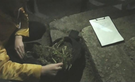 Під Миколаївкою патрульні виявили майже два кіло конопель у мотобайкерів 