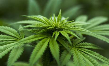 19-річний сватівчанин за півтора місяці продав півкілограма канабісу на 25000 гривень