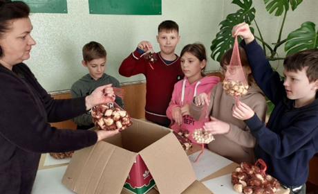 Тюльпани із Нідерландів будуть рости в школах на Уманщині
