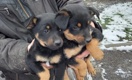У Переяславі поліція склала адмінпротокол на жінку, яка підкинула цуценят до ветклініки
