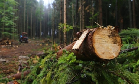 На Полтавщині вдвічі побільшало злочинів проти довкілля