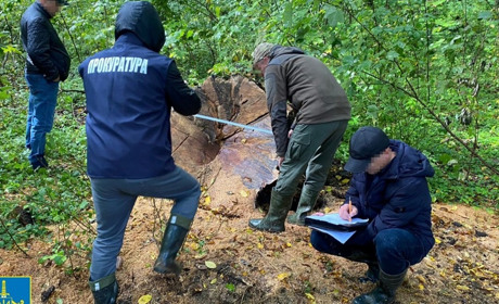 Незаконну порубку лісу у Червоноградському районі виявили працівники прокуратури