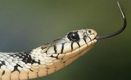 У Вараському районі змія покусала жінку