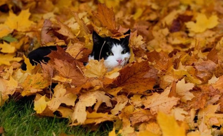 На початку наступного тижня на Сумщині суттєво похолоднішає, але дощів не очікується