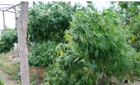 Житель села під Новою Каховкою виростив коноплі на 200 тисяч грн