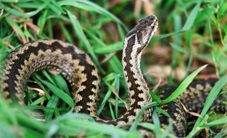 На Володимиреччині через укус гадюки хлопець потрапив до реанімації. Це вже другий випадок у районі