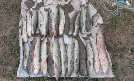 Наловили рыбы на 50 тысяч гривен