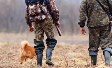 На Гадяччині під час війни заборонили полювання на тварин