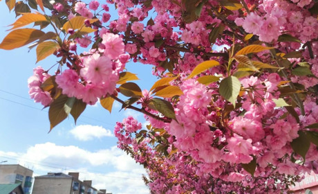 Уже можна селфитись: у Старокостянтинові зацвіли сакури