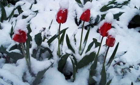 Найближчими днями синоптики прогнозують мокрий сніг, дощ, ожеледицю і до п'яти морозу вночі