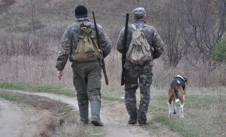 Чортківські чиновники попросили в області дозволу на відстріл лисиць у районі — через сказ