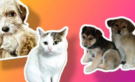 Мріяли про котика чи песика? Підбірка тварин у Жовтих Водах, яким потрібен дім