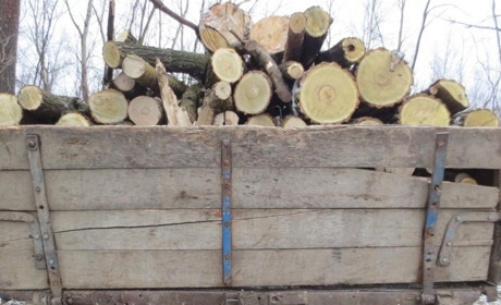 Шкоду від зрубаних дерев у Шипинцях оцінили у 346 тисяч гривень і справу передали до суду