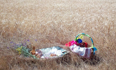 Навіщо в Новомиколаївці виганяли з ниви зайця