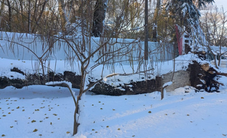Дерева парку Ялинки у Біляївці природа перевірила на міцність: вистояли не всі