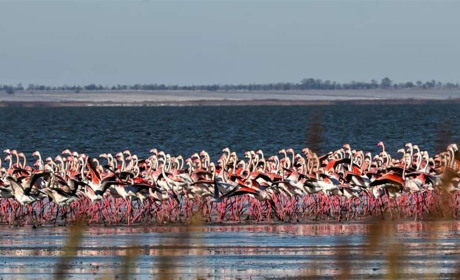 900 фламінго після буревію прилетіли поживитися на лимани на Одещині. Фото