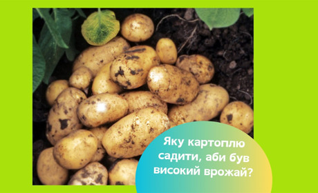 Сім найкращих сортів столової картоплі для вирощування в Україні