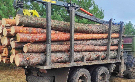 У Вараському районі продовжують незаконно вирубувати ліс