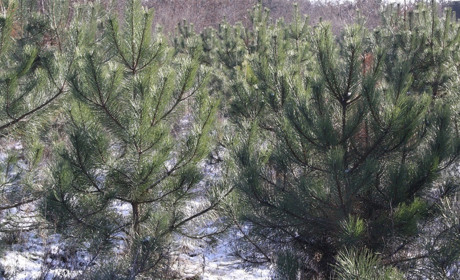 Браконьеры попались на вырубке крымской сосны