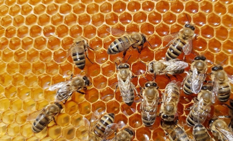 К больному диабетом на помощь прилетают пчелы. Мелитополец Борис Евсюков уверен: оптимизм поможет! 