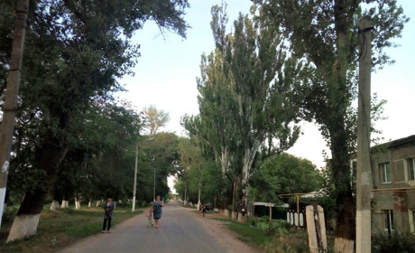 Дерева на провулку Матросова в Біляївці створюють небезпеку: чи зможуть їх обпиляти