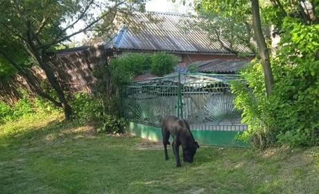 У селі не залишилося жодного собаки – про вибухи на Хмельниччині, евакуацію та відновлення