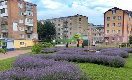 В Глухові неймовірно гарно цвіте лаванда