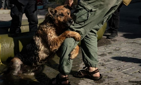 Героїчній собаці з Херсонщини шукають новий дім