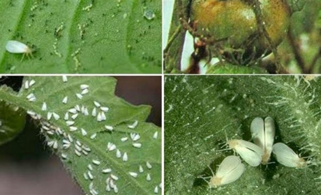 Білокрилка - як боротися із шкідником капусти