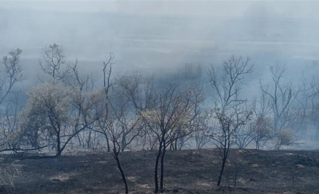 Пожежу у Нижньодністровському НПП гасили протягом 9 годин: які втрати та збитки