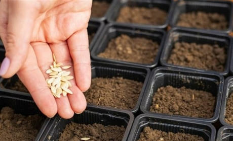 Посівний календар на лютий 2026: коли сіяти перець, томати, баклажани та капусту на розсаду