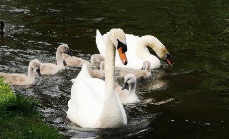 Фотофакт: у Сватове на Красну прилетіли лебеді