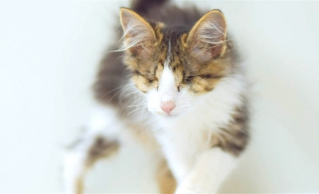 До 17000 гривень штрафу засуджено жителя Кіцманського району за жорстоке поводження з тваринами