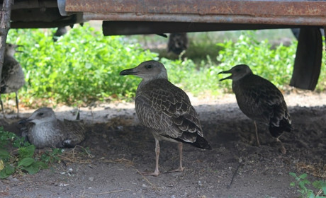 «Потрібні мешканці, які організують збір птахів»: продовження історії про мартинів на молокозаводі