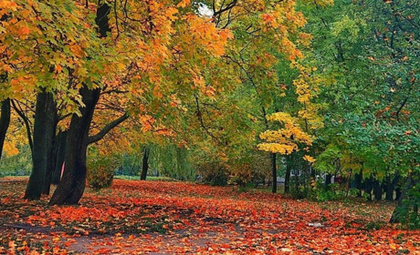З якою погодою від нас піде перший місяць осені: прогноз на початок наступного тижня
