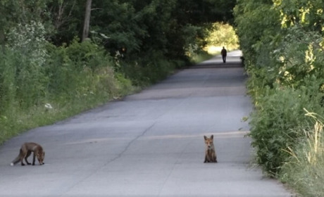 На Полтавщині дозволили регулювати чисельність лисиць і диких кабанів: що відомо