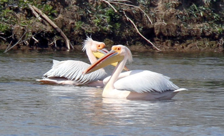 У Нижньодністровському парку зафіксували групу пеліканів у шлюбному оперенні: чи можливе гніздування
