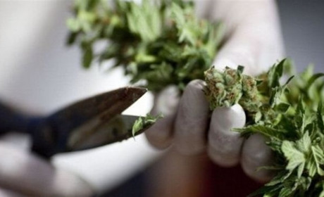 Двоє жителів Сватівщини отримали по 9 років в’язниці за незаконний обіг канабісу у великих розмірах