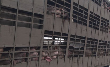 Фура зі 180 свиньми, яку витягли у Сватовому, перекинулася на Харківщині у Коробочкиному (відео)