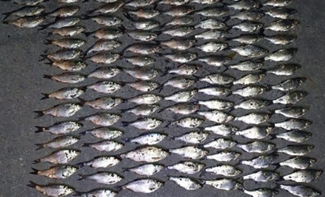 На Старокостянтинівщині спіймали трьох рибалок-браконьєрів